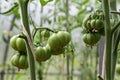 Green tomatoes on branch in greenhouse, close-up, selective focus. Growing organic vegetables Royalty Free Stock Photo