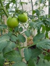 Green tomatoes on a branch in a greenhouse Royalty Free Stock Photo