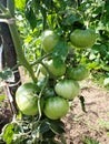 Green tomatoes on branch. Growing tomatoes in garden. Agriculture concept.