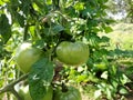 Green tomatoes on branch. Growing tomatoes in garden. Agriculture concept.