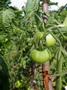 Green tomatoes on branch. Growing tomatoes in garden. Agriculture concept.