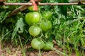 Green tomatoes branch in the orchard Royalty Free Stock Photo