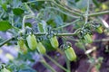 Green tomatoes branch Royalty Free Stock Photo