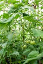 Green tomatoes on a branch. Shrub in the greenhouse. Gardening