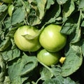 The green tomatoes on the branches in the vegetanle garden. Close up 1