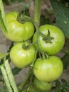 Green Tomatoes Royalty Free Stock Photo