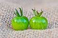 Green tomatoes Royalty Free Stock Photo