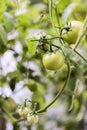 Green tomatoes closeup Royalty Free Stock Photo