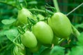 Green tomatoes closeup growing vegetables Royalty Free Stock Photo