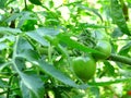 Green tomatoes closeup Royalty Free Stock Photo