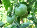 Green tomatoes closeup Royalty Free Stock Photo