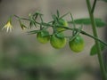 Green tomatoes developing on a tomato plant Royalty Free Stock Photo