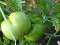 Green tomatoes of different grades collected in a brush