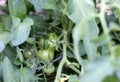 Green Tomatoes