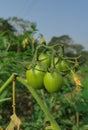 Green tomatoes in the field Royalty Free Stock Photo