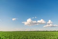 Green tomatoes field with irrigation system and low clouds in sunset Royalty Free Stock Photo