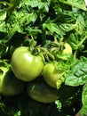 Green Tomatoes Fruit Royalty Free Stock Photo