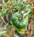 Green tomatoes in the garden hanging on a branch Royalty Free Stock Photo