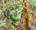 Green tomatoes in the garden hanging on a branch Royalty Free Stock Photo