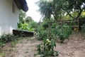 Green tomatoes in a garden