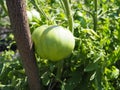 Green Tomatoes in a garden on sunny autumn day