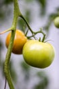 Green tomatoes closeup