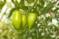 Green tomatoes in greenhouse Royalty Free Stock Photo