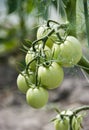 Green tomatoes in greenhouse Royalty Free Stock Photo