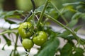 Green tomatoes in greenhouse