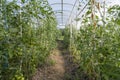 growing different varieties of tomatoes in your garden, several bushes with green tomatoes
