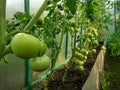 Green tomatoes in the greenhouse will soon tur n red