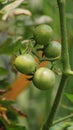 GREEN TOMATOES GREW RIPE ON THE TREE