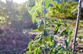 Green tomatoes grow on twigs summer. Beautiful green unripe heirloom tomatoes grown on a farm Royalty Free Stock Photo