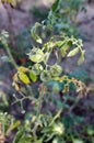 Green tomatoes grow on twigs summer. Beautiful green unripe heirloom tomatoes grown on a farm Royalty Free Stock Photo