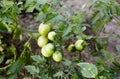 Green tomatoes grow on twigs summer. Beautiful green unripe heirloom tomatoes grown on a farm Royalty Free Stock Photo