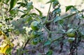 Green tomatoes grow on twigs summer Royalty Free Stock Photo