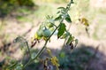 Green tomatoes grow on twigs summer Royalty Free Stock Photo