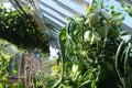 Green tomatoes grow on vines