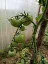 green tomatoes growing on a branch