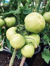 Green tomatoes growing close up
