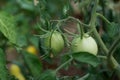 Green tomatoes growing in the garden in the greenhouse. Tomato maturation on a branch in the garden Royalty Free Stock Photo