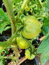 Green tomatoes growing