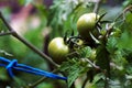 Green Tomatoes Royalty Free Stock Photo