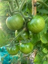 Green tomatoes growing on a vine Royalty Free Stock Photo