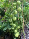 Green tomatoes growing on a vine Royalty Free Stock Photo