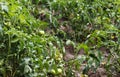 Green tomatoes growing on a vine in a vegetable garden. Green tomatoes Royalty Free Stock Photo