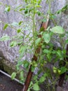 green tomatoes growing on the vine in the vegetable garden, stock photo Royalty Free Stock Photo