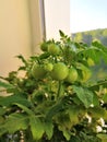 Green tomatoes grown at home