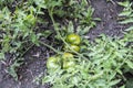 Green tomatoes grows in the beds in the garden. Farm homestead with agricultural landings. Plants of vegetables Royalty Free Stock Photo