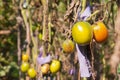 Green tomatoes hang on a branch